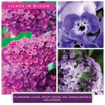 Kép 4/4 - Cheerful Candle® Lilacs in Bloom mini viasz 55 g