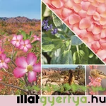 Kép 2/9 - Desert Blooms Signature nagy üveggyertya 567 g