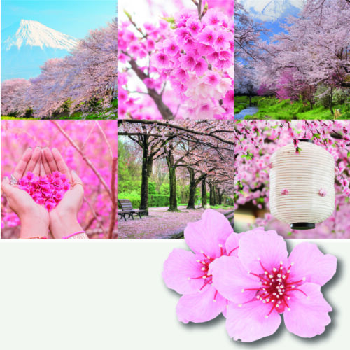 Sakura Blossom Festival nagy üveggyertya