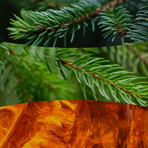 WoodWick® Frasier Fir közepes üveggyertya 275 g