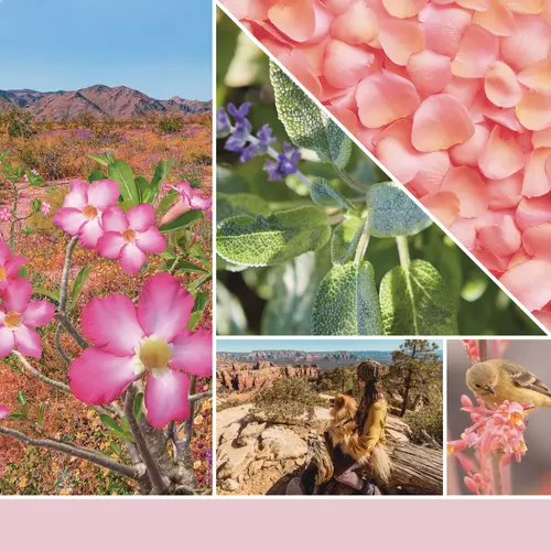Desert Blooms Signature nagy poharas gyertya