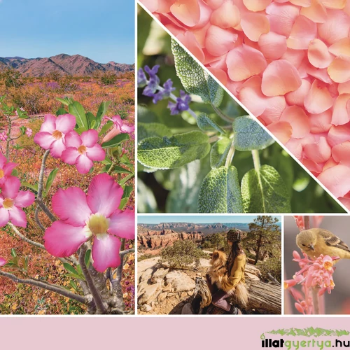 Desert Blooms Signature nagy üveggyertya 567 g