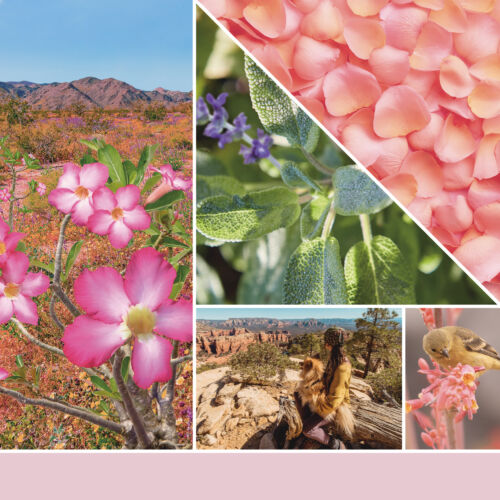 Desert Blooms Signature közepes üveggyertya
